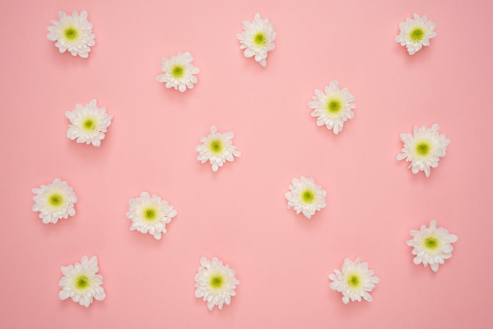 white and yellow flower on pink wall